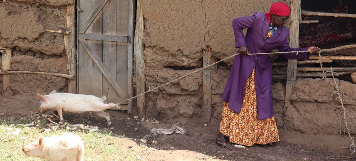 A Pig Farming Success Story